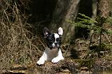 BOULEDOGUE FRANCAIS 1124